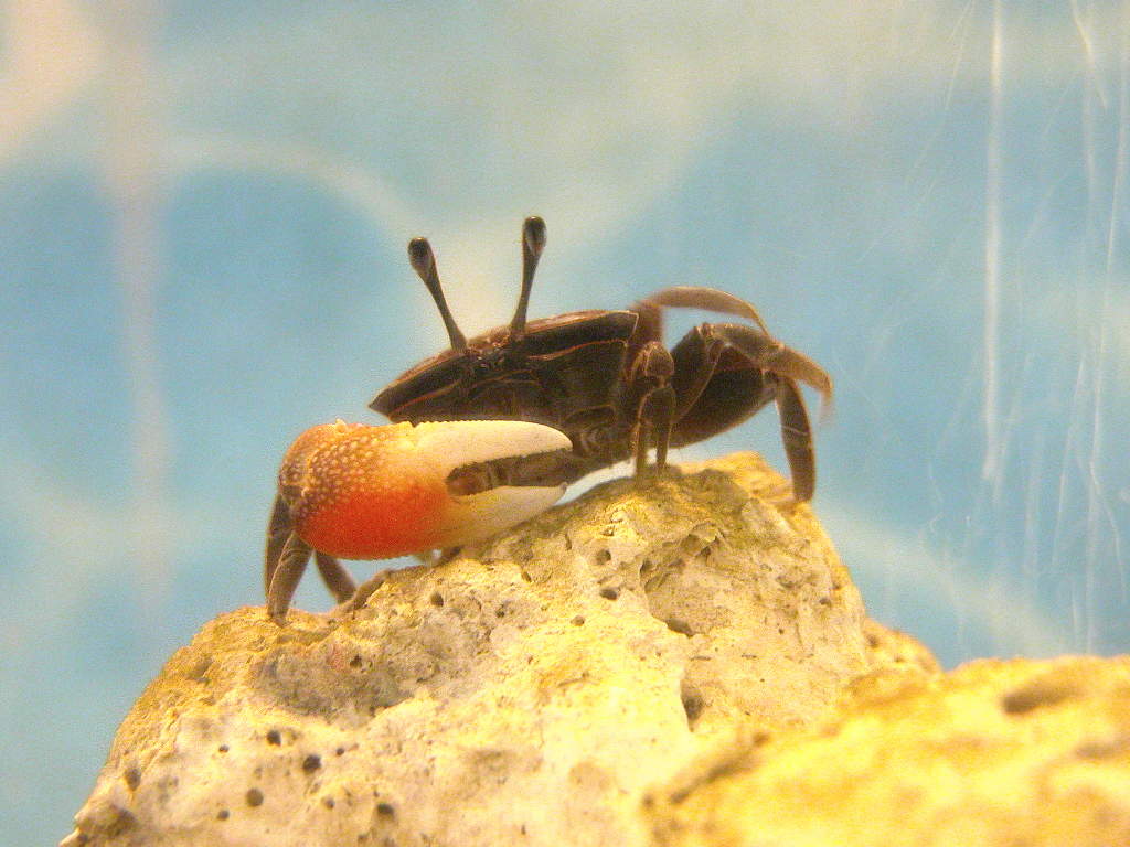 ベニシオマネキ（紅潮招、紅望潮） - 動物図鑑 - 動物写真のホームページ