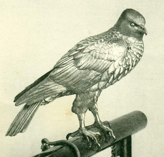 Twelve Bronze Falcons Exhibited at the World's Columbian