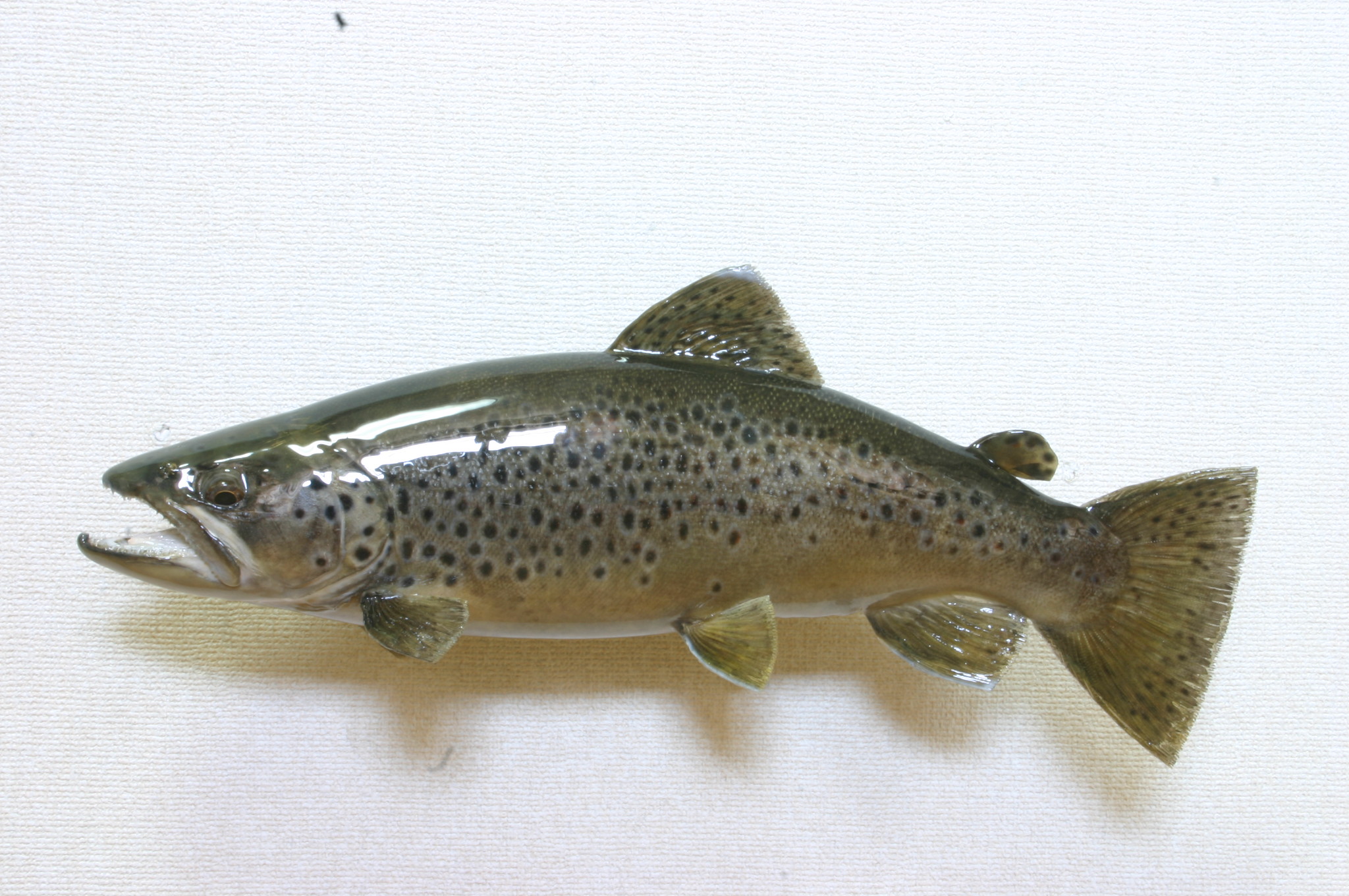 剥製 ブルックトラウト 額入り 【公式通販】