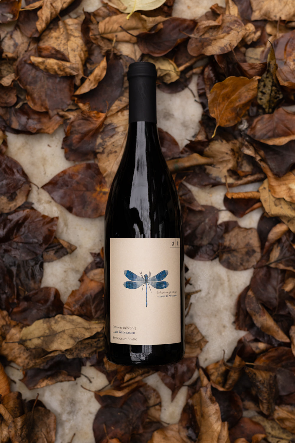 Andreas Tscheppe Blaue Libelle – Bottega Volo