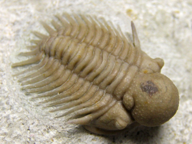 カナダ産 三葉虫 Greenops widderensis カナダ産 三葉虫 Greenops