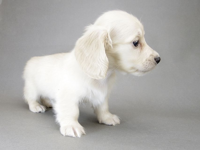 くりあんページ❣️ミニチュアダックス 犬 シェリーTiとクッキーの子犬