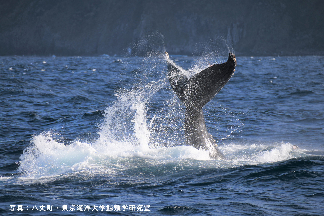 八丈島ザトウクジラ目撃情報の募集について - 八丈島観光協会