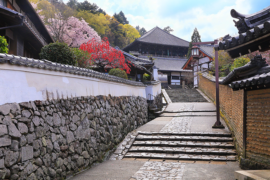 二月堂裏参道の桜 二月堂 桜