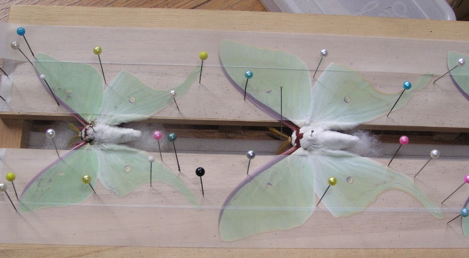 03】オオミズアオ、オナガミズアオセット 03】オオミズアオ