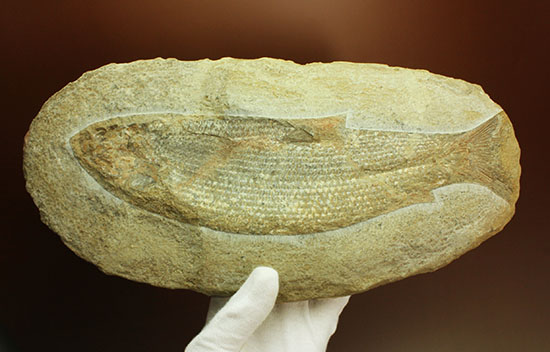 本物 値下げしました！ ブラジル産のレアな古代魚の化石 値下げしま