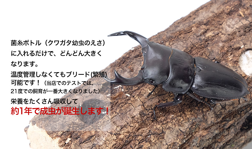 国産オオクワガタ 1令～2令幼虫3頭+菌糸ボトル3本のセット