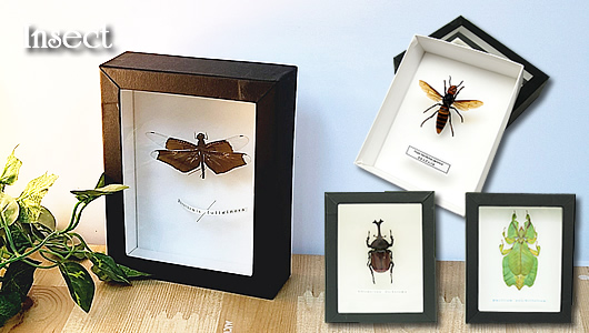 昆虫標本 , 蝶の標本 販売・通販のNatureShop|モルフォやキプリス