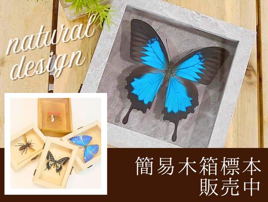 木箱標本ワイド , 蝶の標本 販売・通販のNatureShop|モルフォや