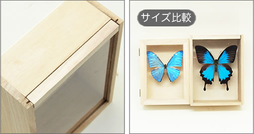 モルフォ蝶 オオルリアゲハ他11匹 標本 モルフォ蝶 オオルリアゲハ他11