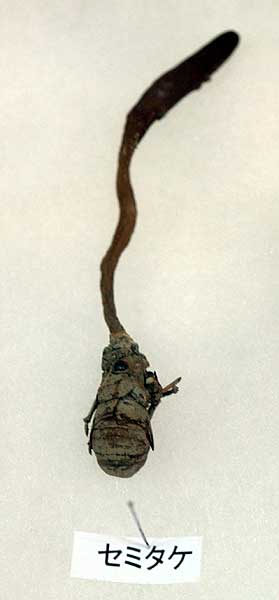 珍品！ 冬虫夏草 セミ 昆虫標本 漢方 鉱物 隕石 呪物 根付 出土 人体