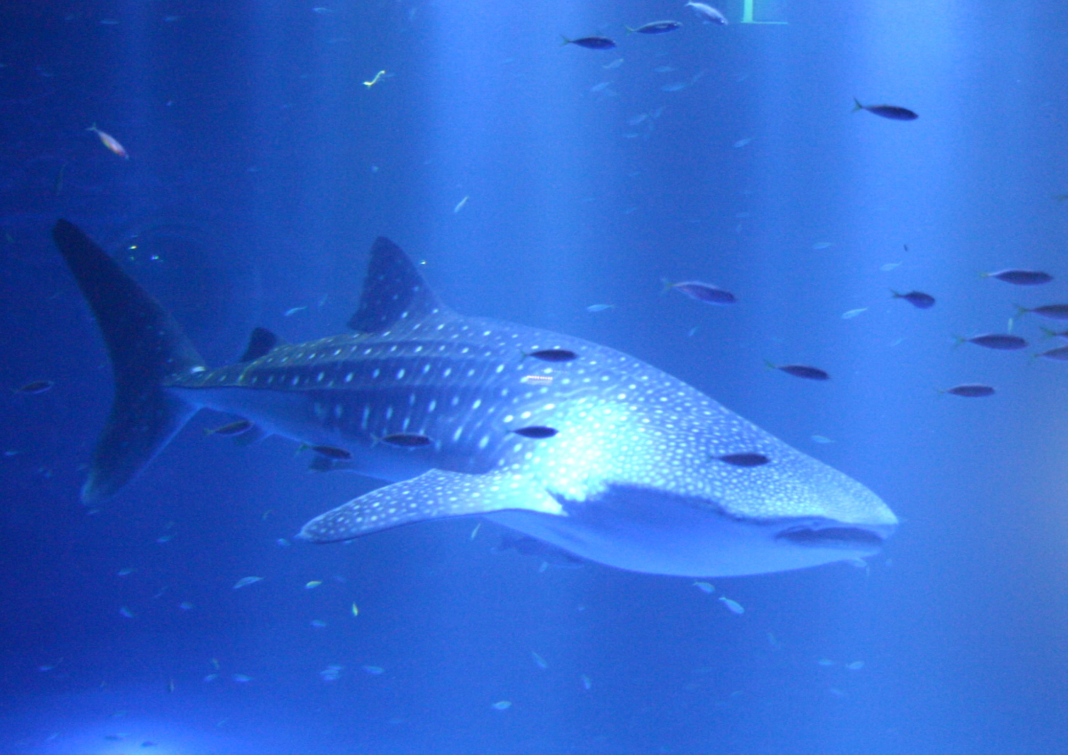 ジンベエザメ館 青の世界 [ジンベエザメ館 青の世界] | のとじま水族館