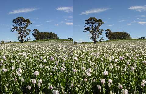 ケシ畑／極楽の風景／ランセストン／タスマニア／パラレル法。 速読法