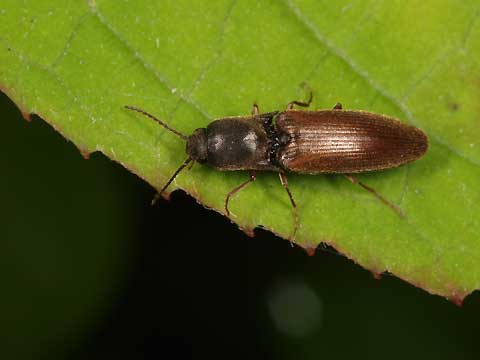 外国産コメツキムシ標本】ノブオオオアオコメツキ/湖北省.英山産/35.8mm