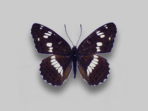 立体標本】国産蝶 オオイチモンジ ライブ標本 Yahoo!オークション - 蝶