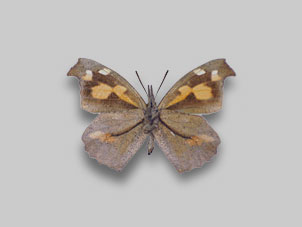 テングチョウ標本