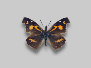 テングチョウ標本