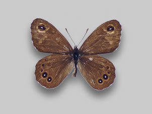 ☆『まみふぁ☆ムラサキシキブジャノメチョウ ♂標本 ☆『まみふぁ様