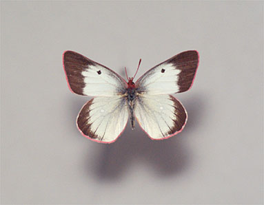 国産蝶標本】ミヤマモンキチョウ♂/富山県.赤木岳産/47mm 国産蝶標本