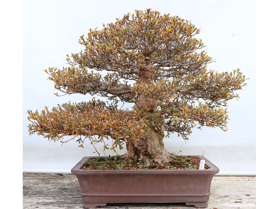 樹晃 正方 盆栽鉢 樹晃 正方 盆栽鉢 樹晃 正方 盆栽鉢 樹