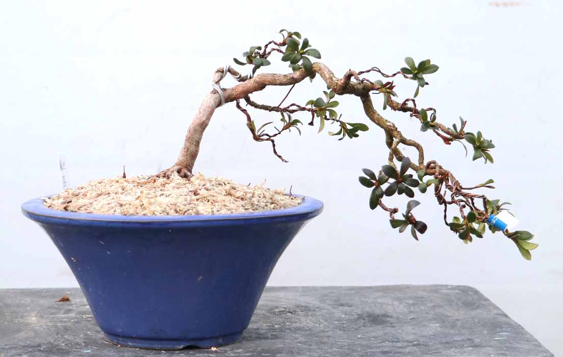 幹周 7cm未満 : ヤマカ園芸, 皐月販売