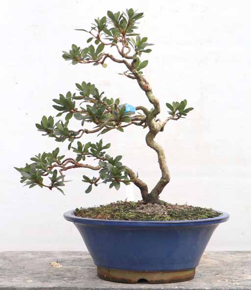 幹周 7cm未満 : ヤマカ園芸, 皐月販売