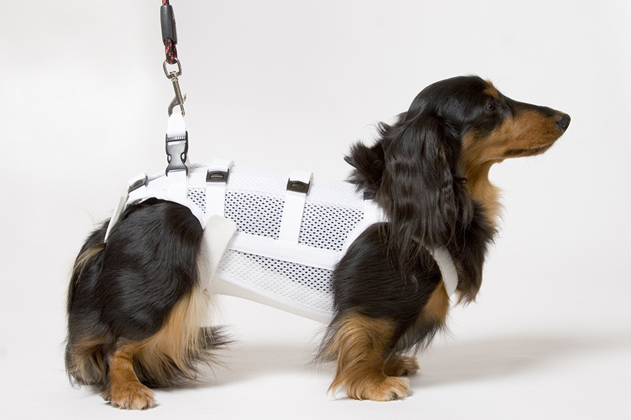 コルセット療法 | 保田動物病院