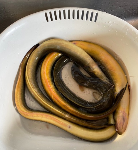 ハイジャンプ 1キロ うなぎの餌 ウナギの餌 鰻の餌 鰻用 養鰻