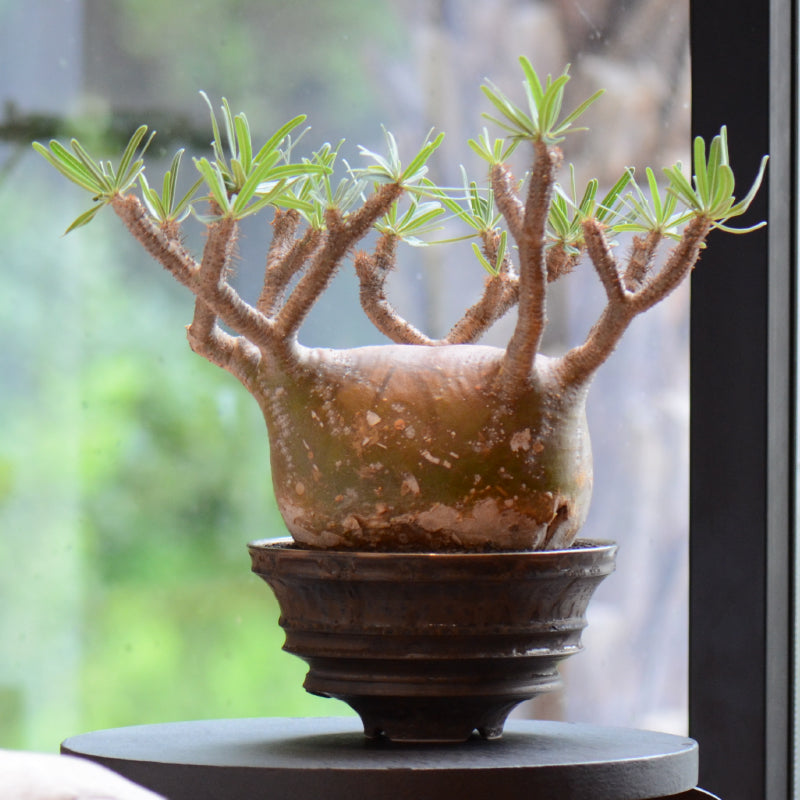 Lサイズ 18 手作植木鉢 陶器鉢（invisible ink raw life factory SRL