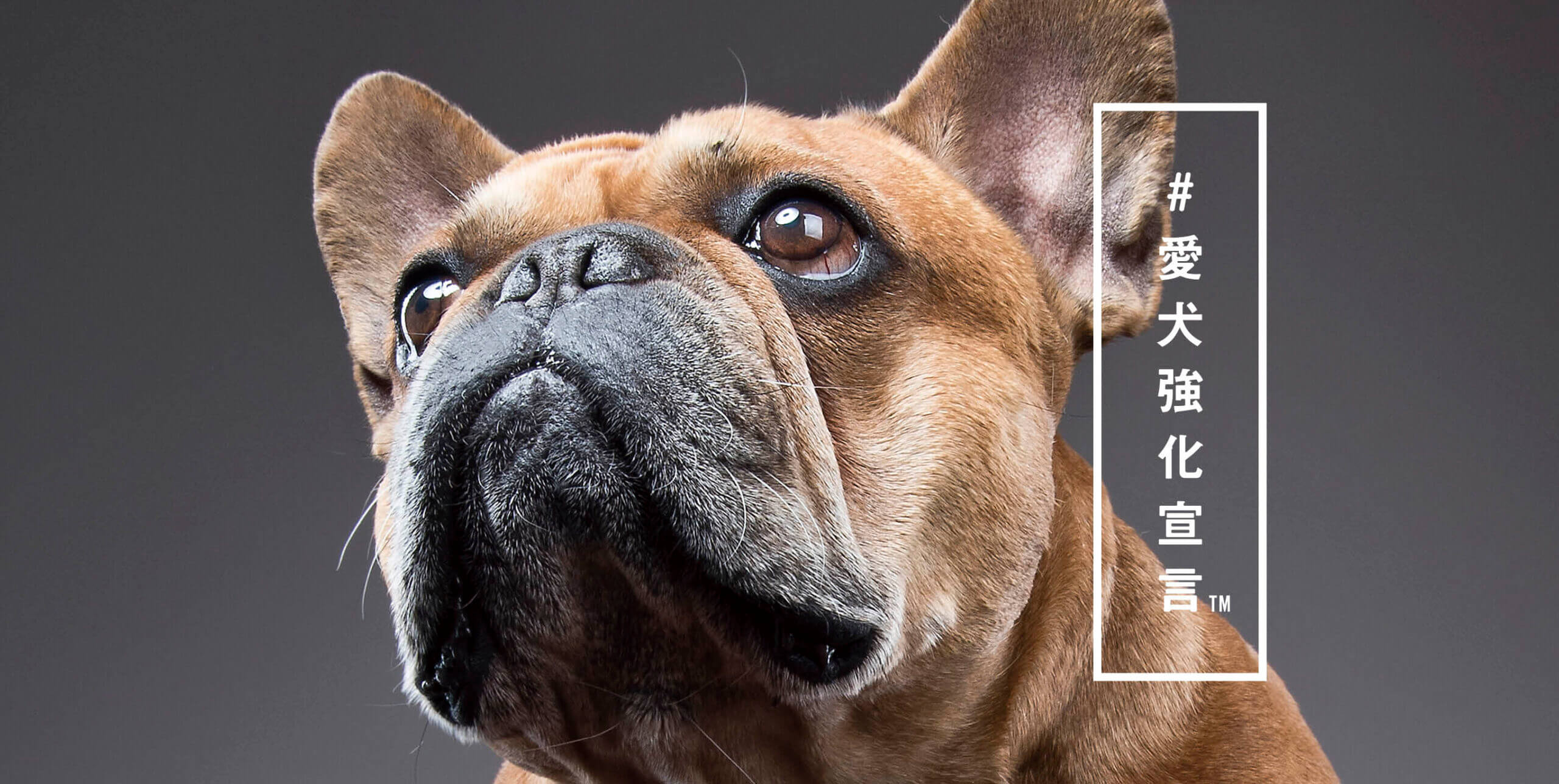 Ta-Ta（タータ）｜犬用コラーゲンサプリ #愛犬強化宣言