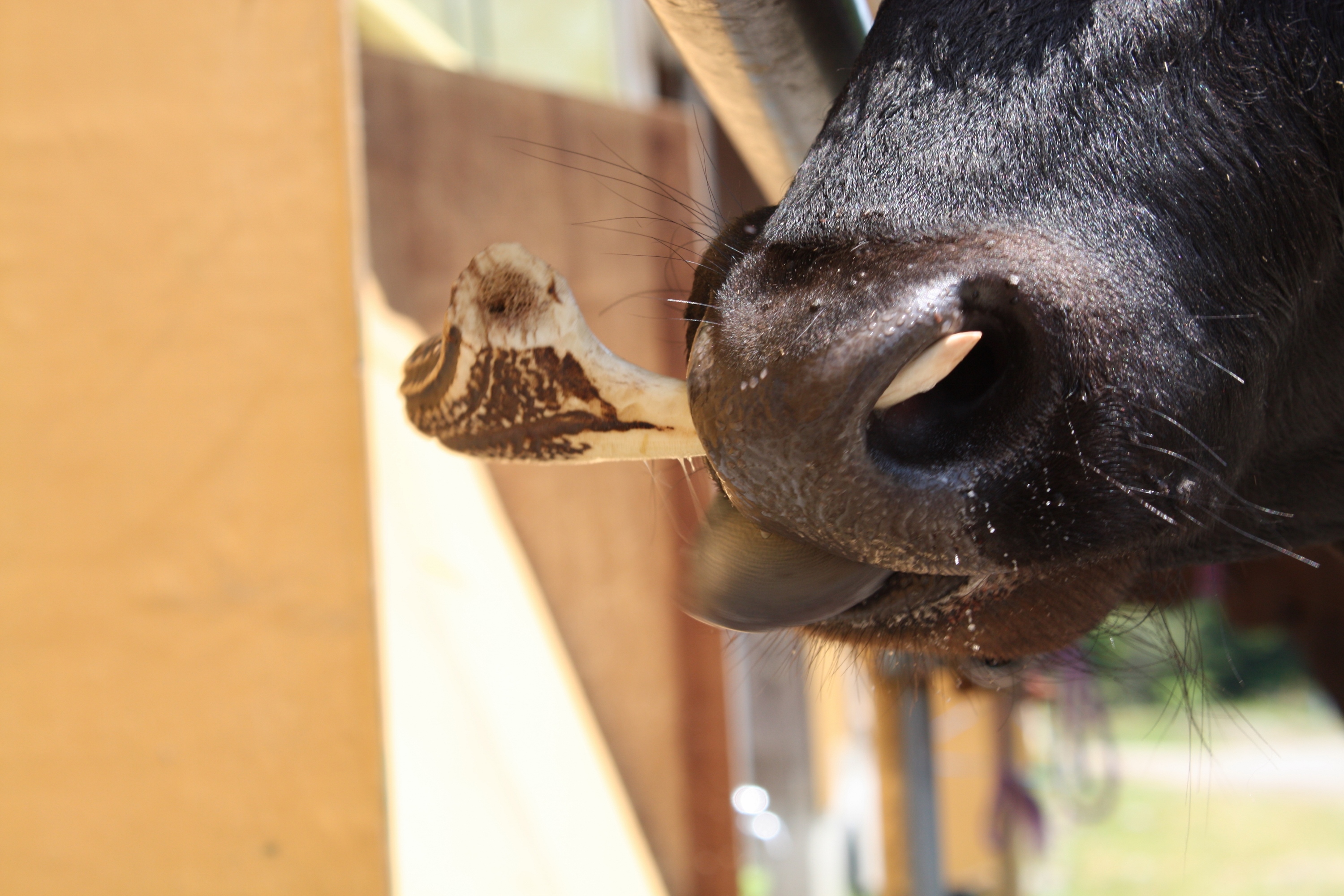 鼻木（鼻輪）いろいろ | 田中畜産
