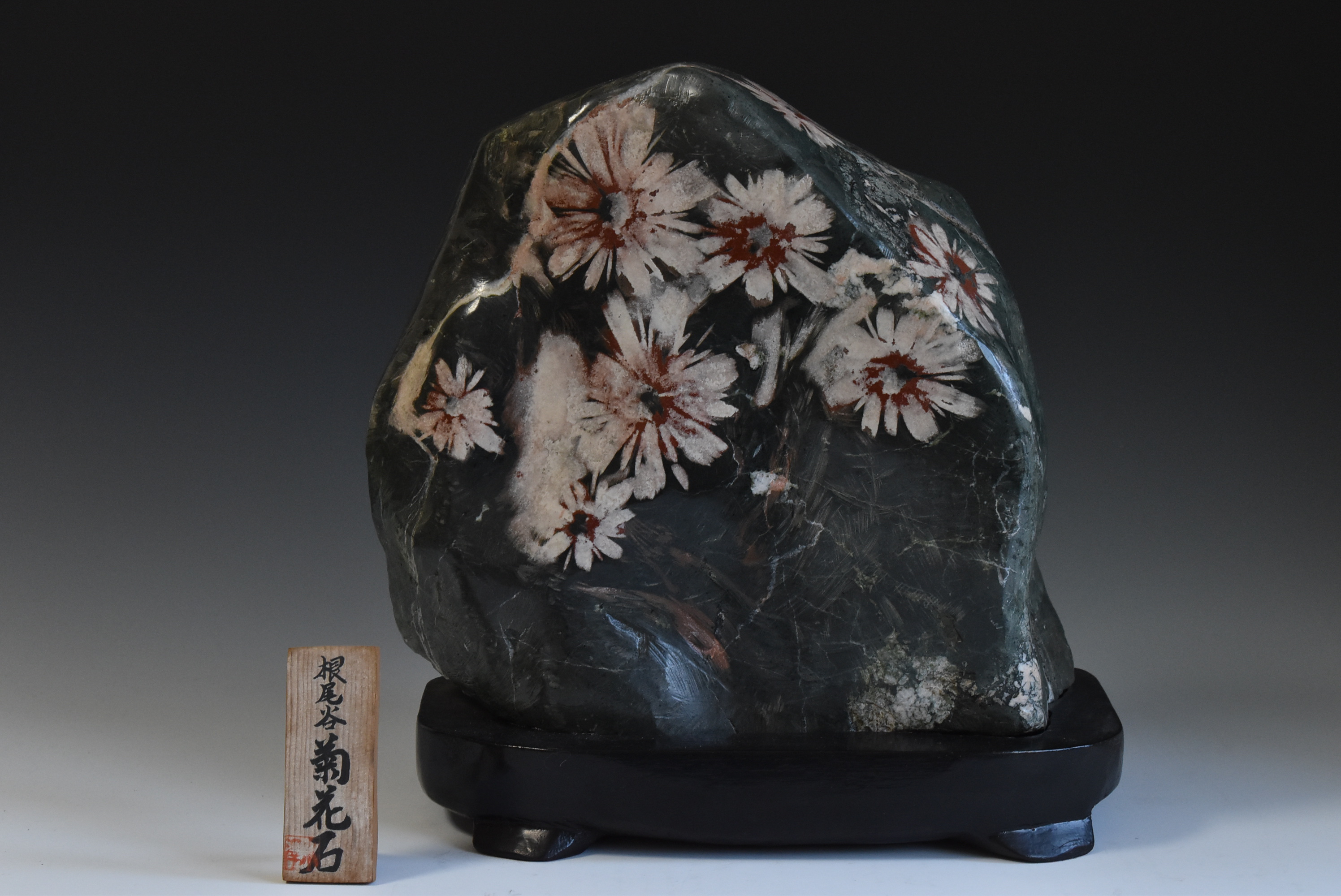 安い 菊化石 菊化石 ff463)齒菊石- 石青Fossil Studio | Kaohsiung