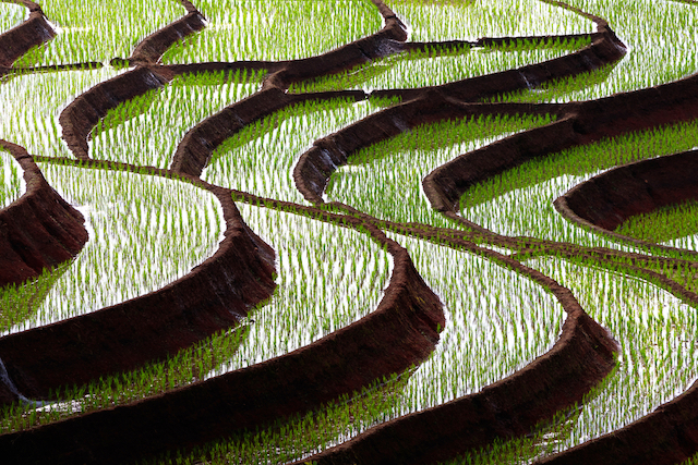 めくるめく、美しき世界の棚田風景4選 | TABIZINE～人生に旅心を～