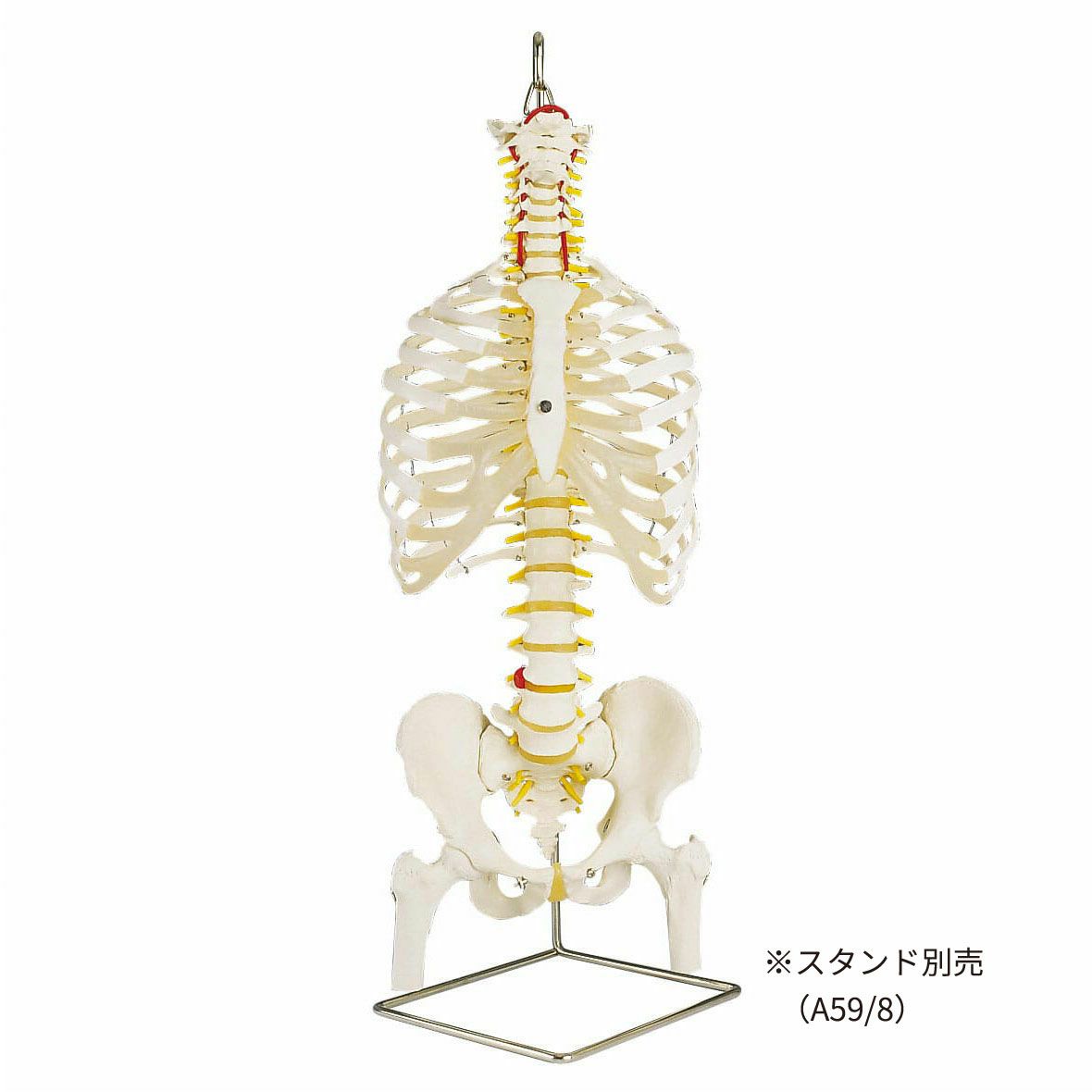 ソムソ社 胸郭・股関節付脊椎骨盤模型♡ 西ドイツ製 胸骨付脊椎骨盤
