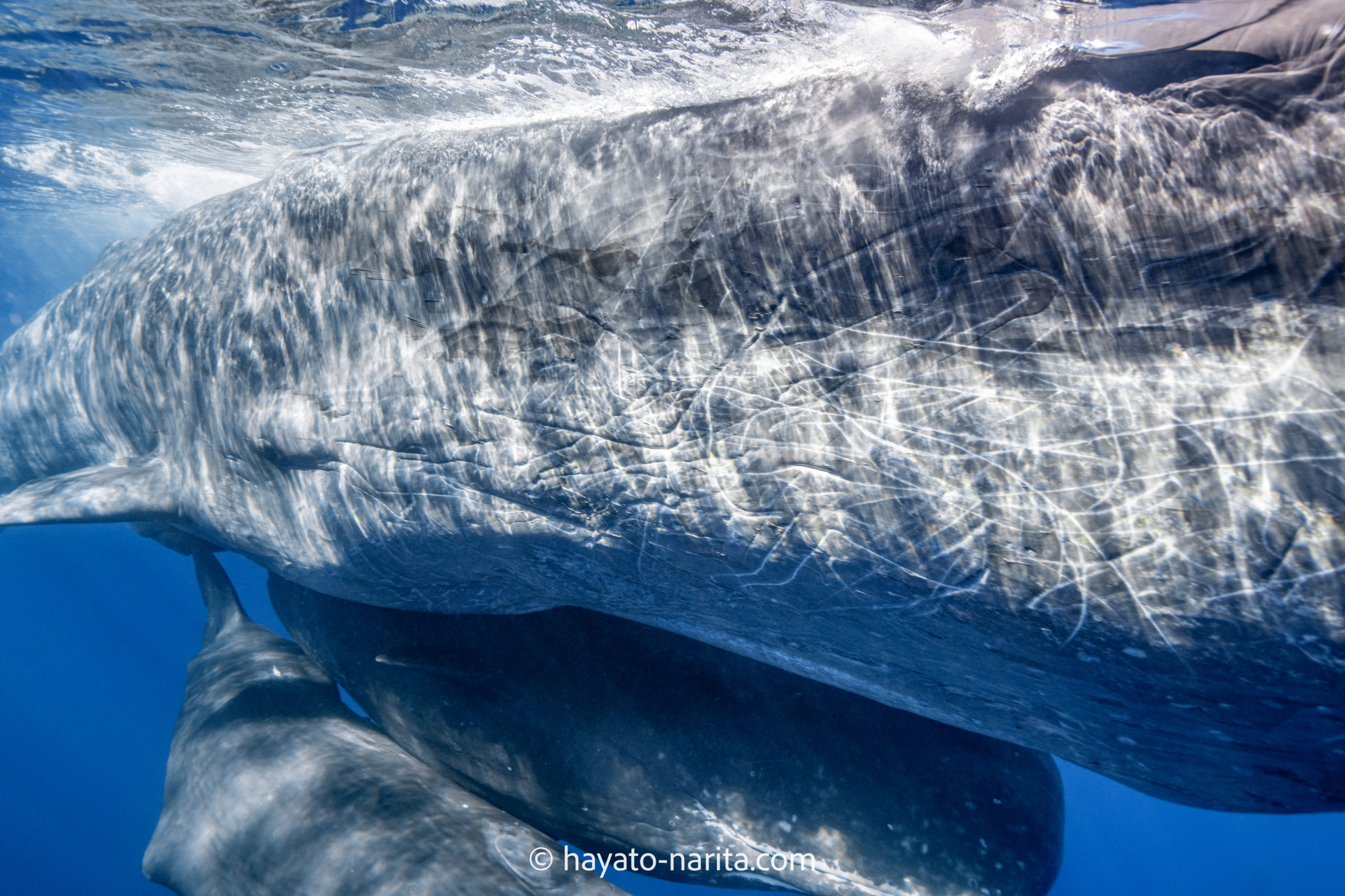パルナシウス・アッコ（1オス・中国/青海省）