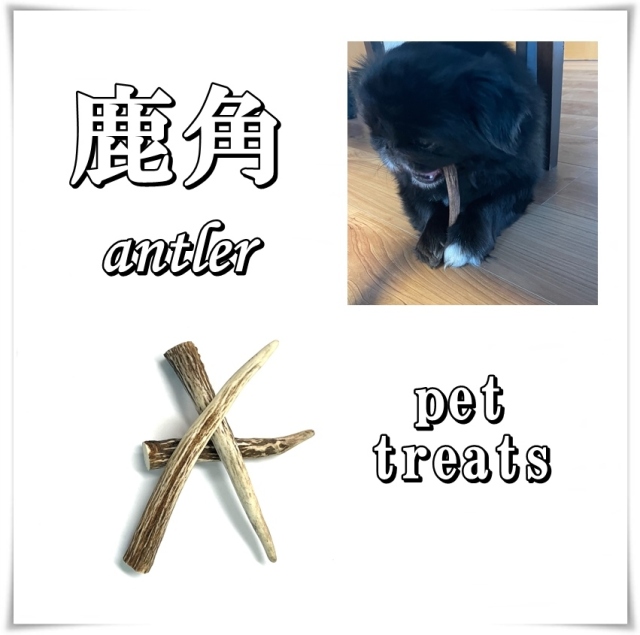 鹿の角 10本 シカの角 10本 鹿の角 中古