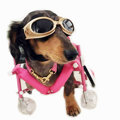 症状別車いす選びのご紹介 | 犬の車椅子を製作販売『天使の車輪』犬の