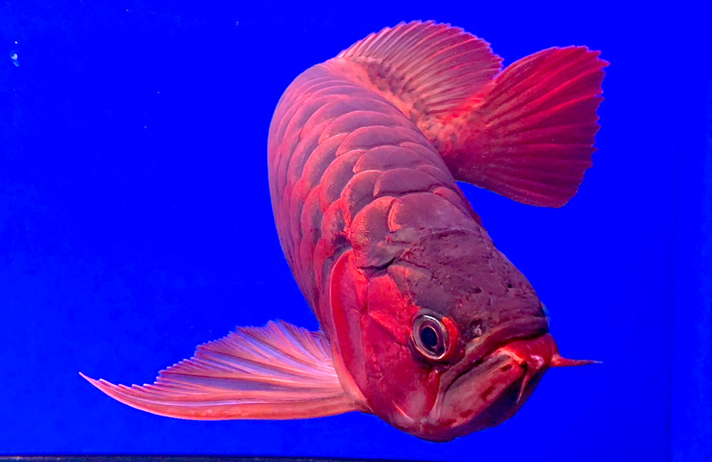 リスター 日成 水中蛍光灯 40W アロワナ 【公式通販】