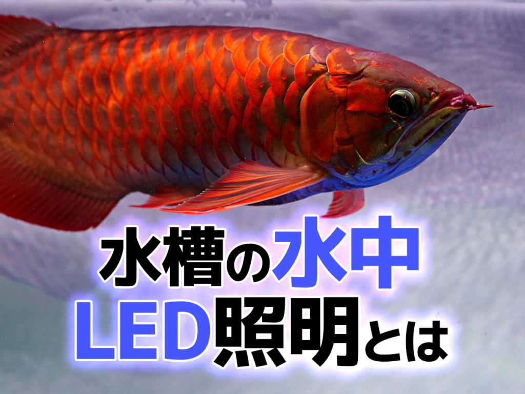 ゼンスイ アンダーウォーターled 1500 パーフェクトレッド 【公式通販】