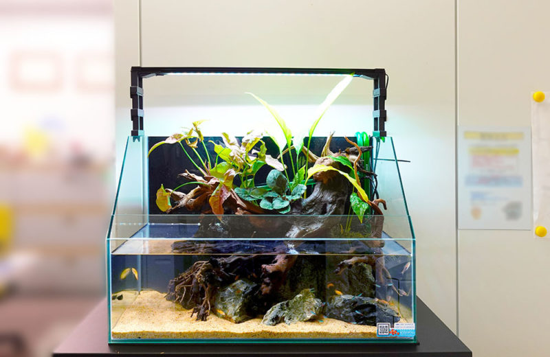 アクアリウムとテラリウムの違いとは！魚・植物を主役にした水槽の種類