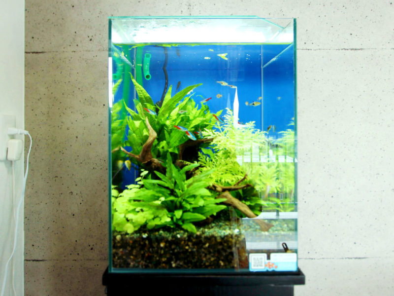 プロおすすめ・ベタの飼育専用水槽5選｜フィルター・ヒーターなども