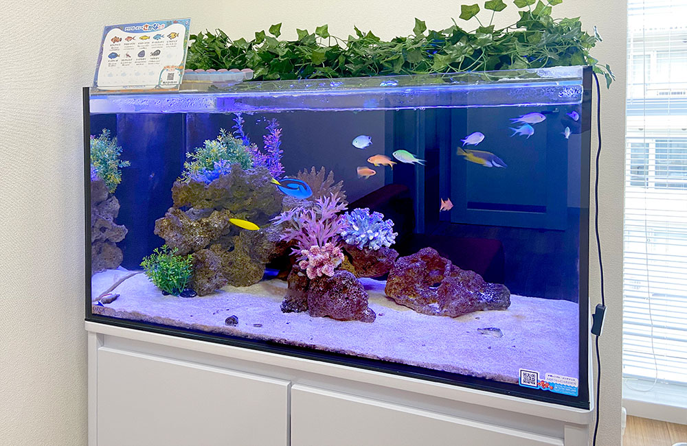 海水魚 飼育セット一式 引取り限定 東京荒川区 海水魚 飼育セット一式