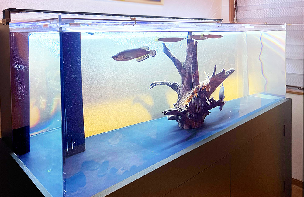 150cmの特注水槽を販売・設置！古代魚たちのかっこよさが際立つ水槽