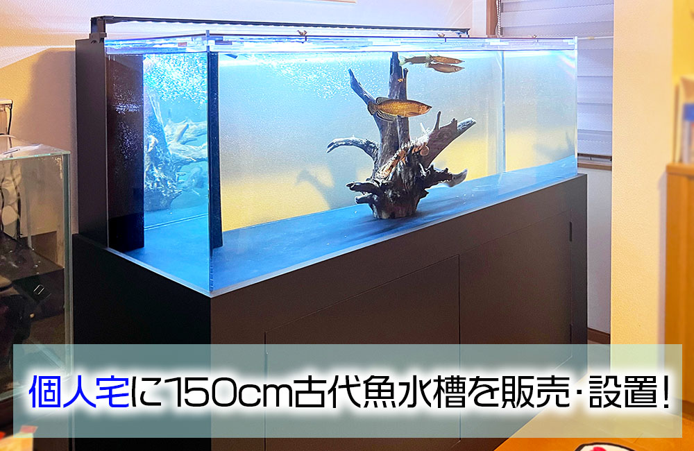 150cmの特注水槽を販売・設置！古代魚たちのかっこよさが際立つ水槽