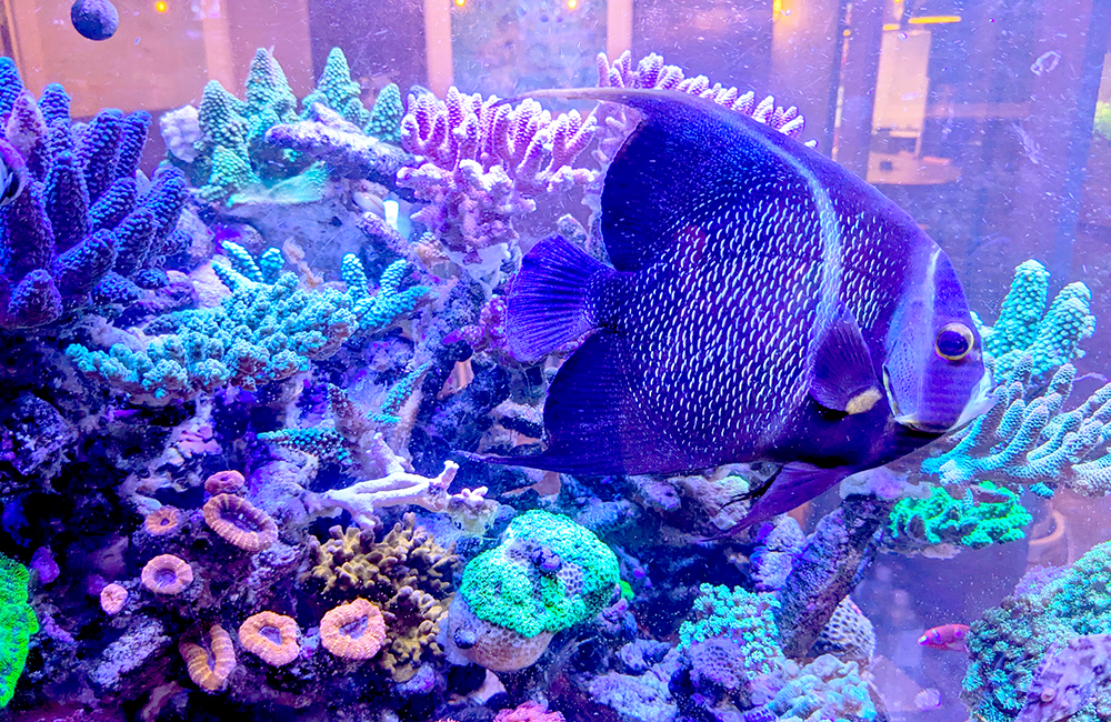 ボルクスジャパン GrassyWing2 グラッシーウィング2 60cm マリン