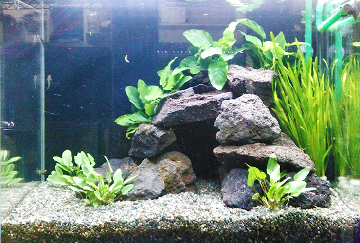 石を使ったかっこいい熱帯魚水槽のレイアウト術を写真付きで解説｜東京
