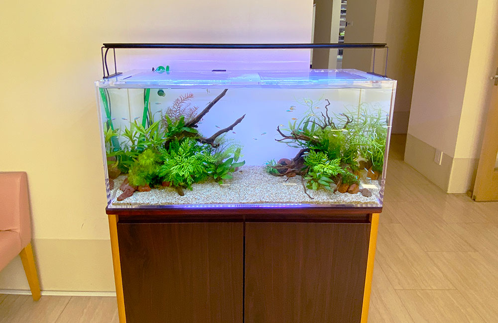 クリーンな水草水槽！内科クリニック様の90cmスリム淡水水槽｜東京