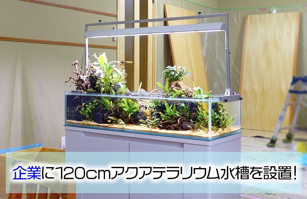 企業様の150cm大型アクアテラリウム水槽！その後の様子｜東京アクア
