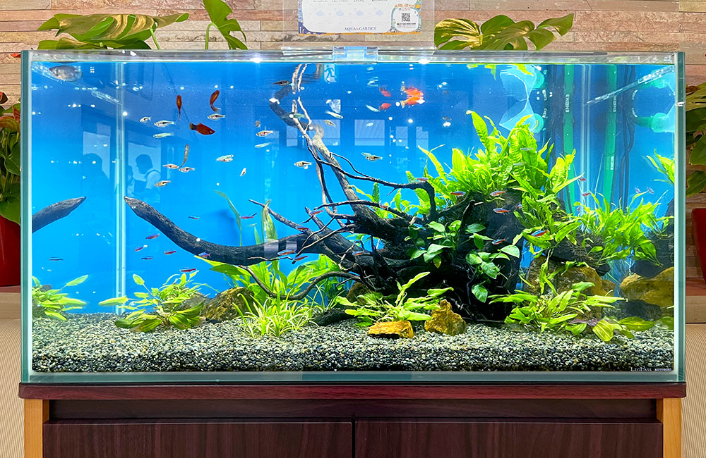 ADA水槽＋RAYMAXライト＋2213＋ヒーター流木セット 引取限定 ADA水槽