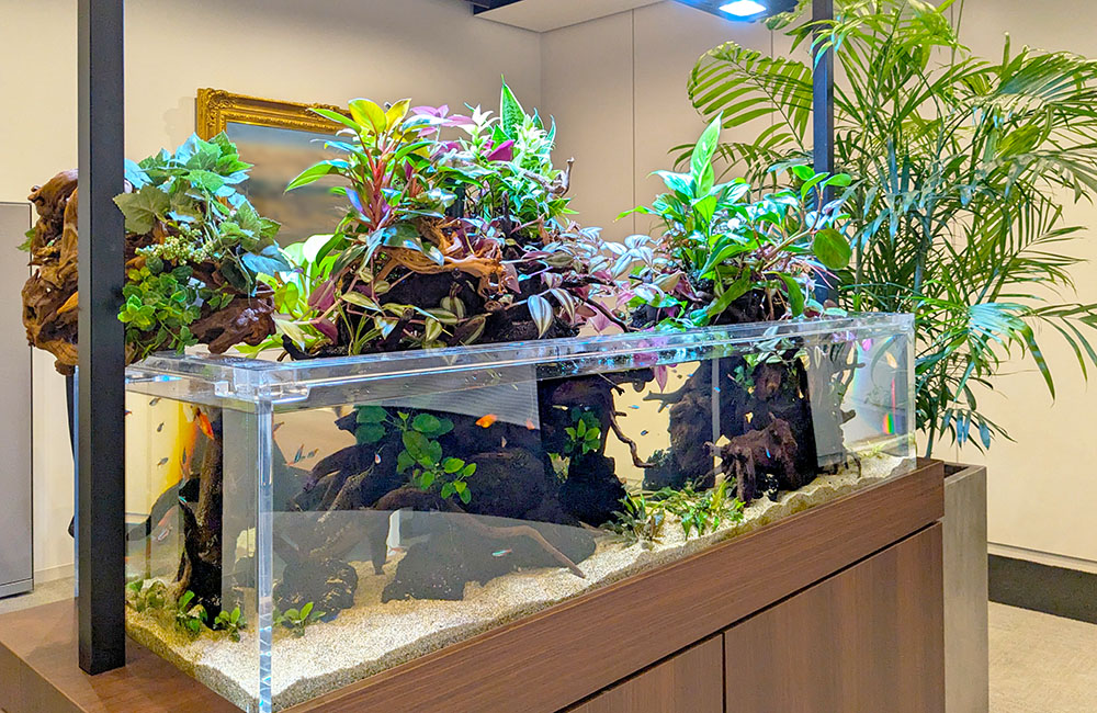 企業様の150cm大型アクアテラリウム水槽！その後の様子｜東京アクア